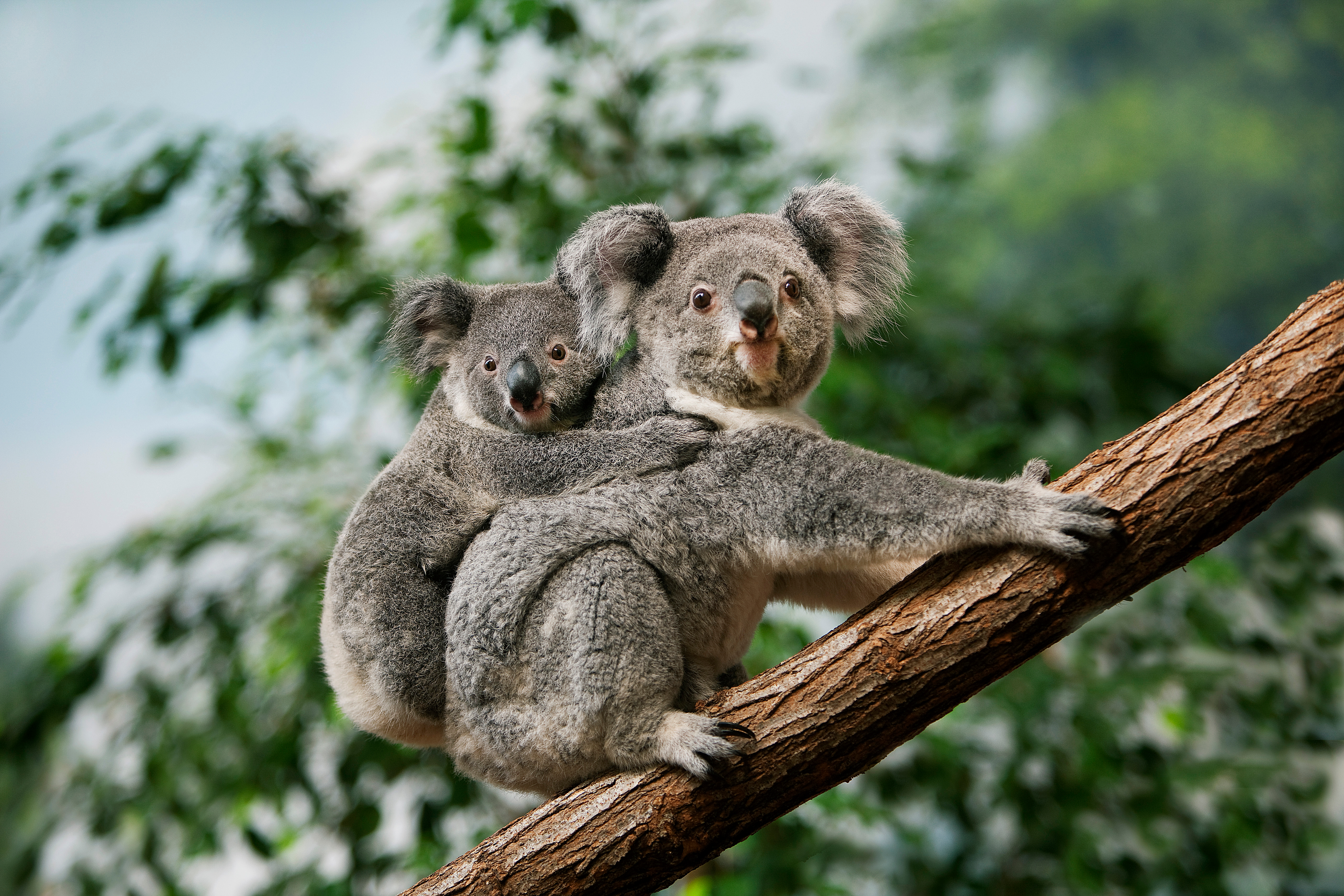 Koala carrying its baby on a tree branch with green leaves in the background.
